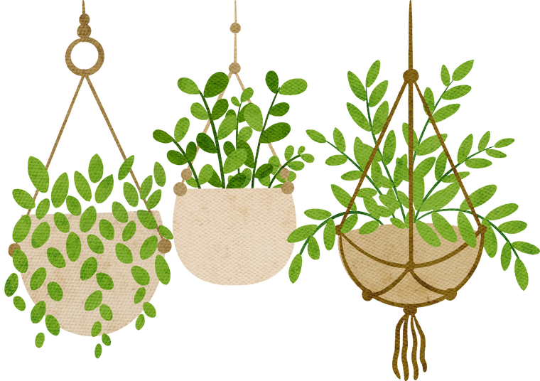 Hanging Plants Illustration